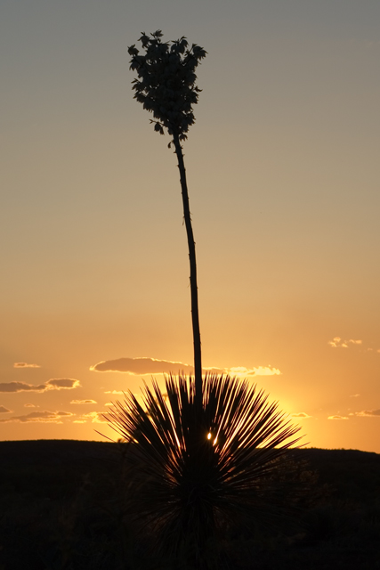 Yucca at Sunset
