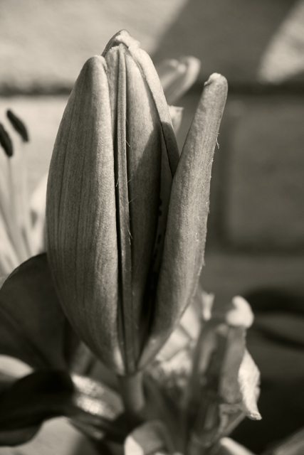 Birth of a Stargazer