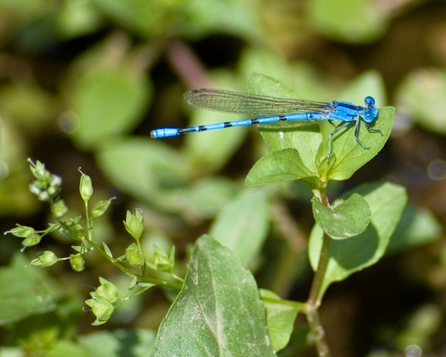 Blue Damselfly