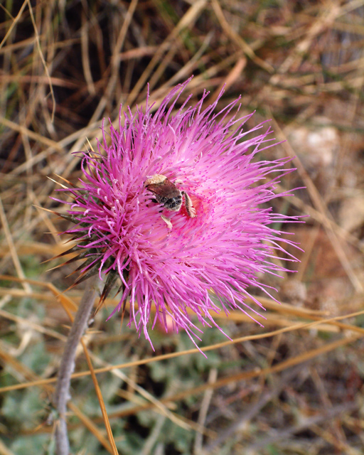 Bee on Purple Thistle
