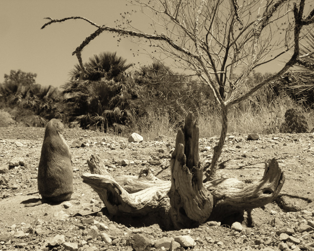 Prairie Dog