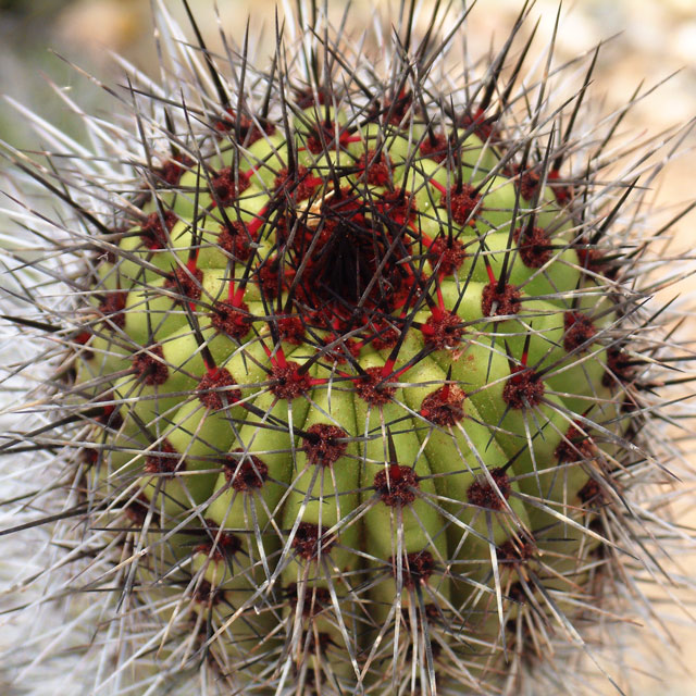 Spiny Cactus