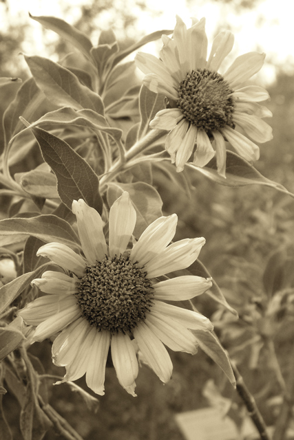 Sunflowers in Sepia
