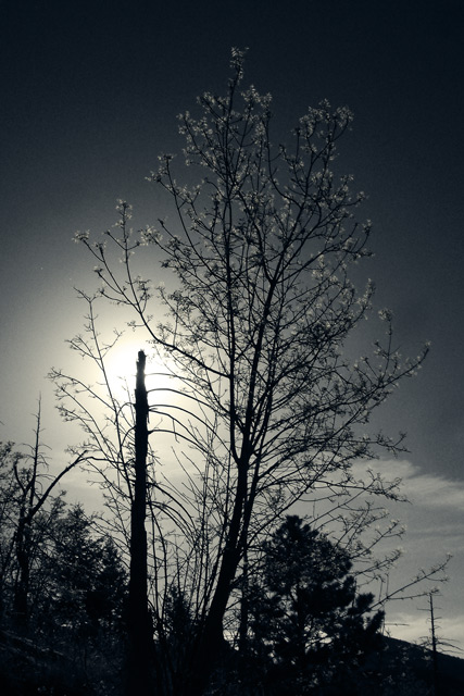 Sun Behind the Trees