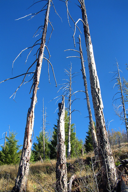 Barren Trees