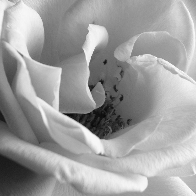 Center of the Rose