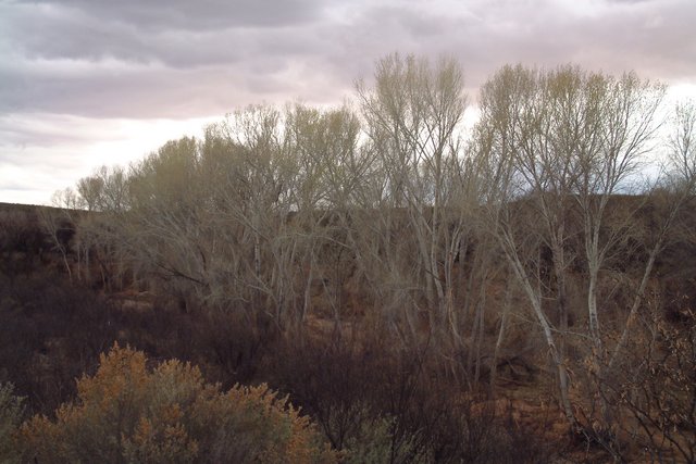 Winter Day on the San Pedro River
