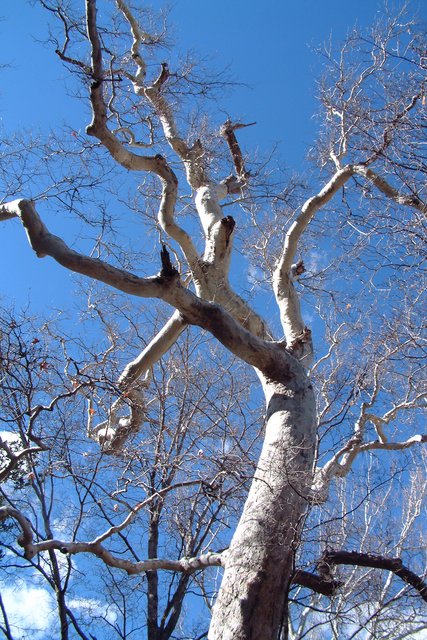 White Tree