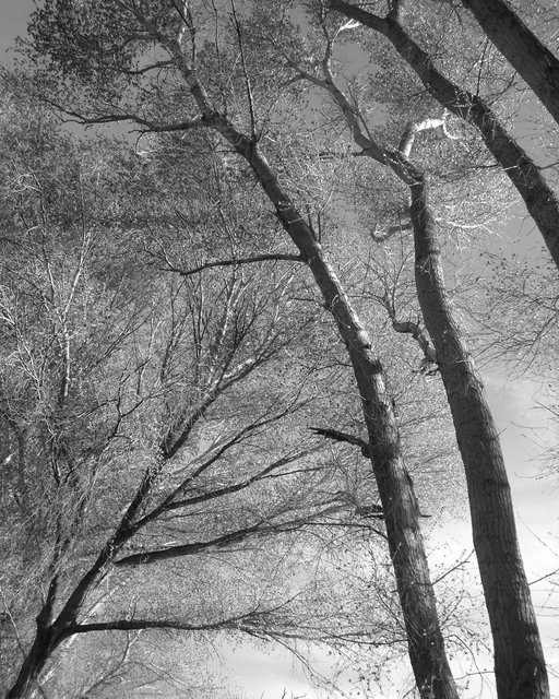 Trees Overhead