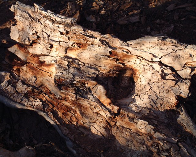 Fallen Tree at Sunset