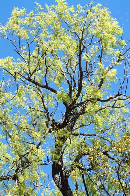 Spring Tree