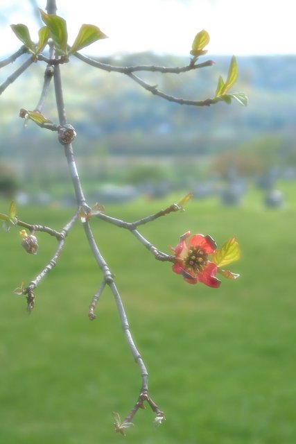 Dogwood Flowers
