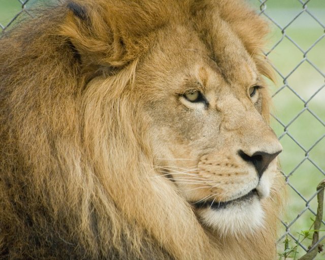 King of the Jungle