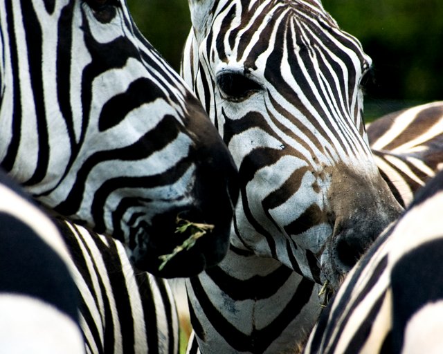 Zebras Lunching