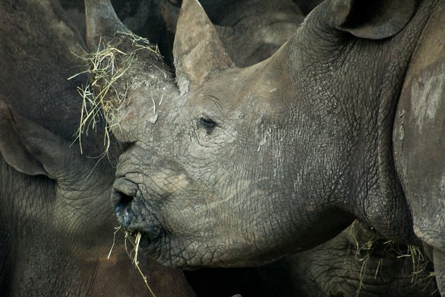 Rhino Snacks