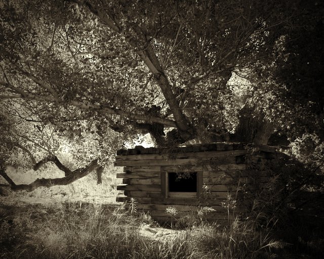 Cabin Under Big Tree