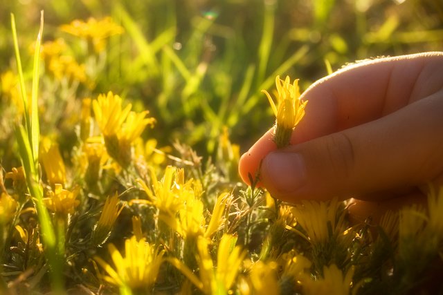 A Flower for Mommy