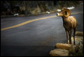 Bighorn Friend
