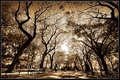 Central-Park-Trees-4d.jpg