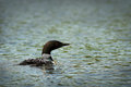 Loon Friend