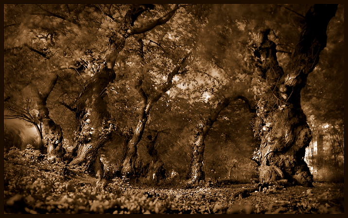 Forest-Redux.jpg