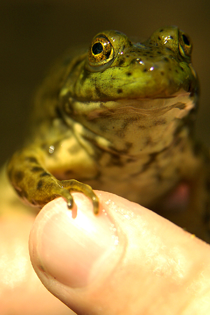 Frog.jpg