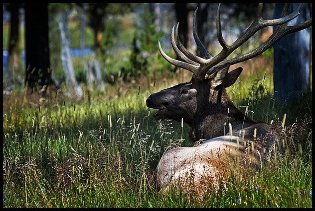 Elkfriend.jpg