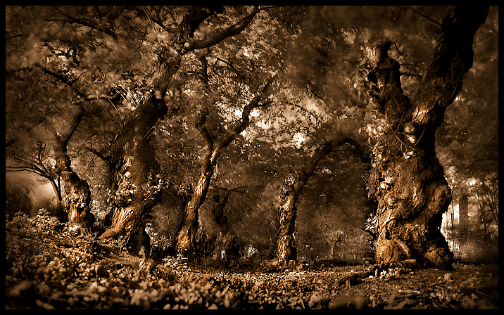 Central-Park-forest-redux-L.jpg