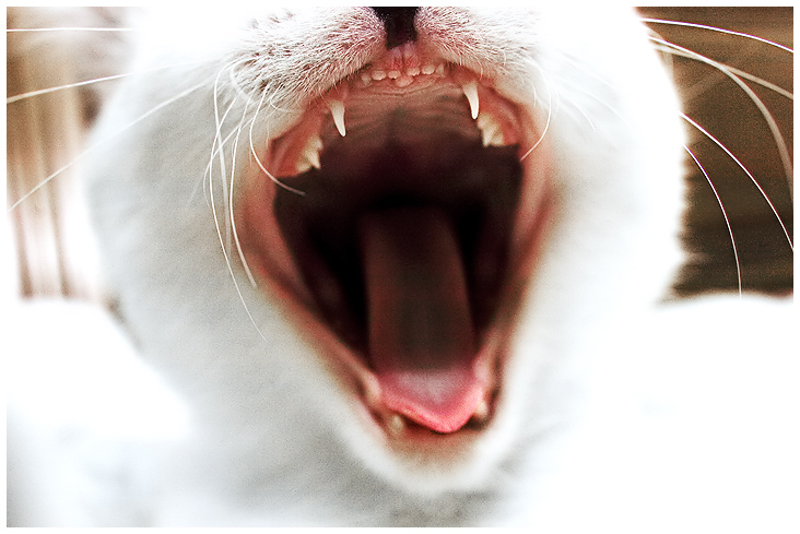 KittyMouth.jpg
