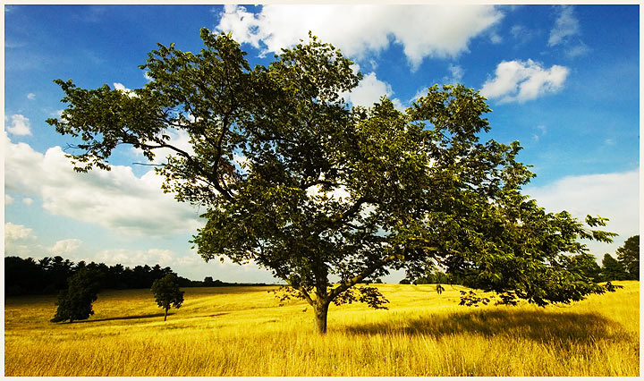 ValleyForgeTreeField.jpg