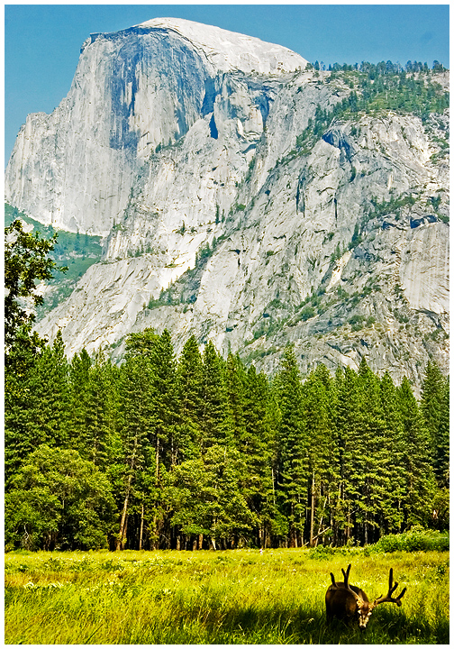 Yosemite-Deer.jpg