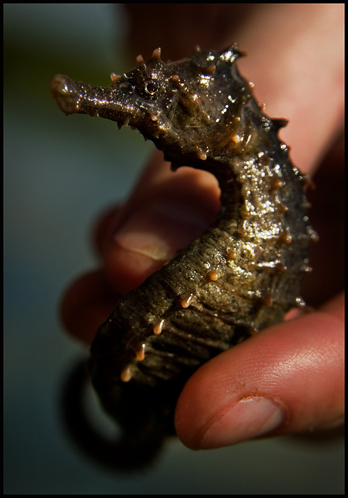 Sea Horse Friend