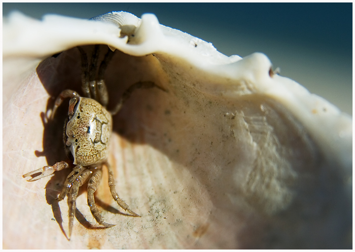 Crab Friend