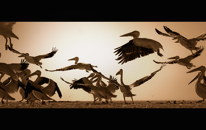 Pelicans