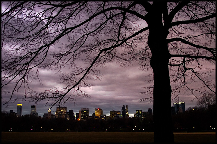 CityTreeNight.jpg