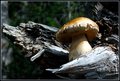 UintahMushroomRight.jpg