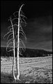 DSC_3073BW.jpg
