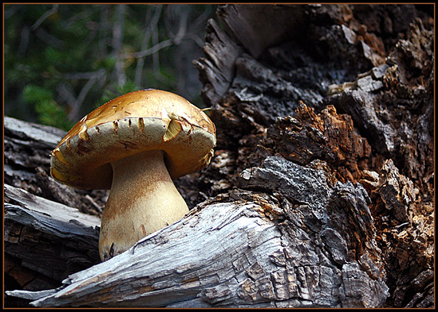 UintahMushroomLeft.jpg