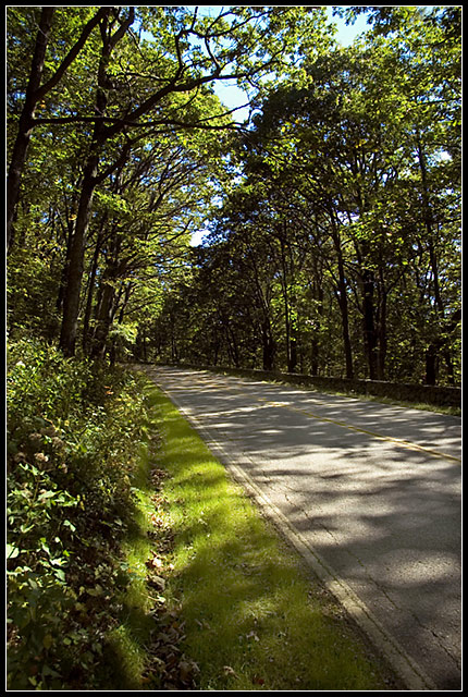 Road&Trees.jpg