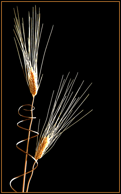 Wheat.jpg