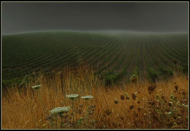 Sonoma Vineyards