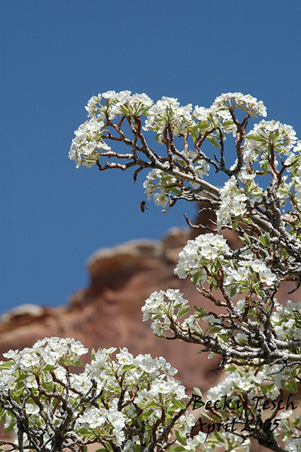 Bee&Blossoms.jpg