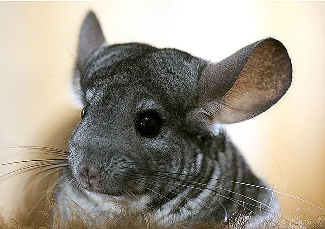 Gracie - Chinchilla