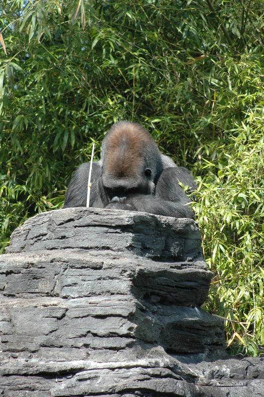 Educated Ape