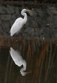 Heron