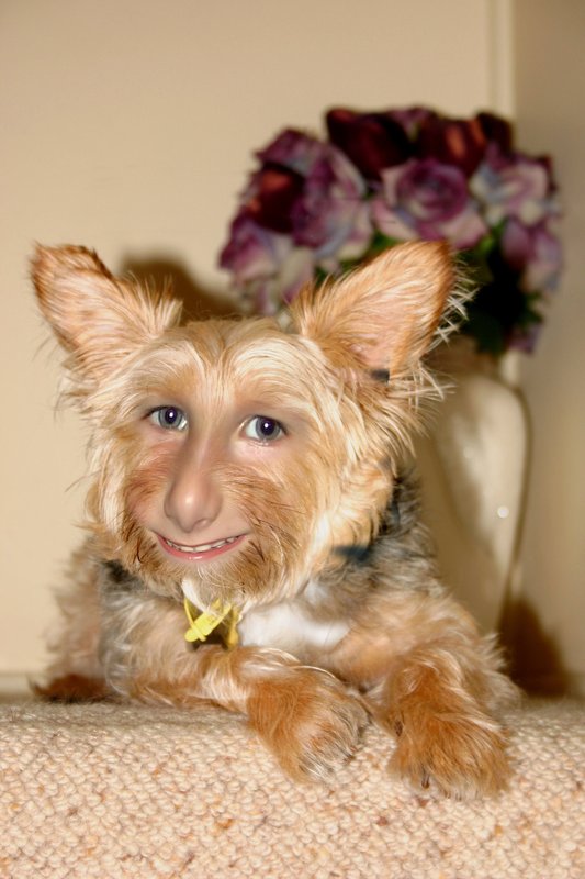 DogBoy