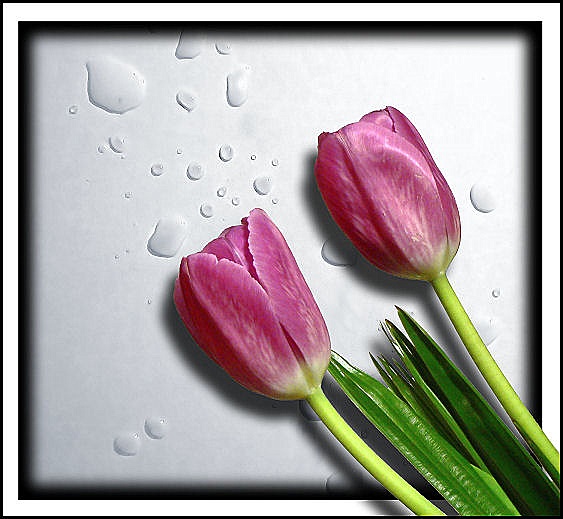 Tulips