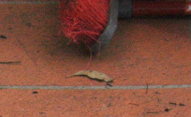 raw - jpg - adjusted for shadows - crop.JPG
