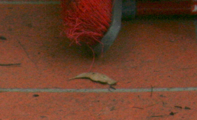 jpg original adjusted for shadows crop.JPG