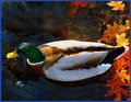 Quackquack